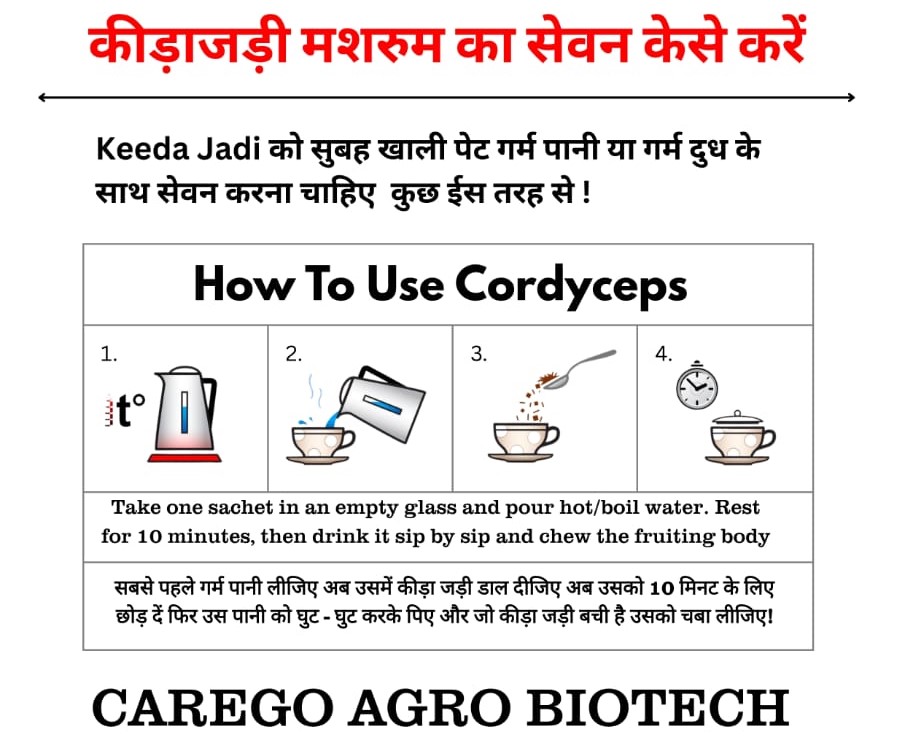 Cordyceps benefits