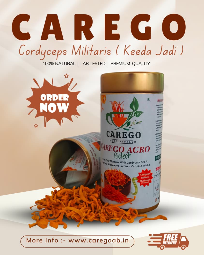 Cordyceps products and fruiting bodies